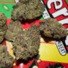 Buy Cannabis Online Bulgaria Buy Zerbert Backpackboyz Online